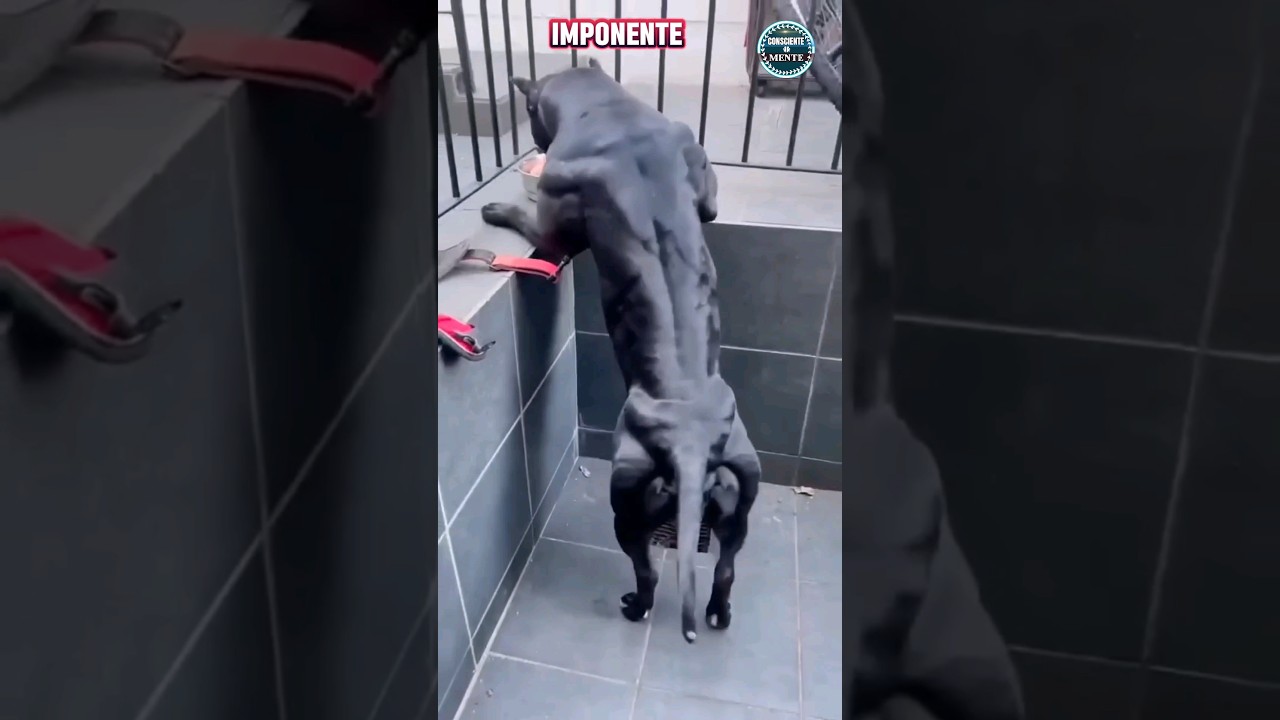 😱El Perro mas Fuerte del Mundo. CANE CORSO #best #animal #shorts #viral #italia #curiosidades