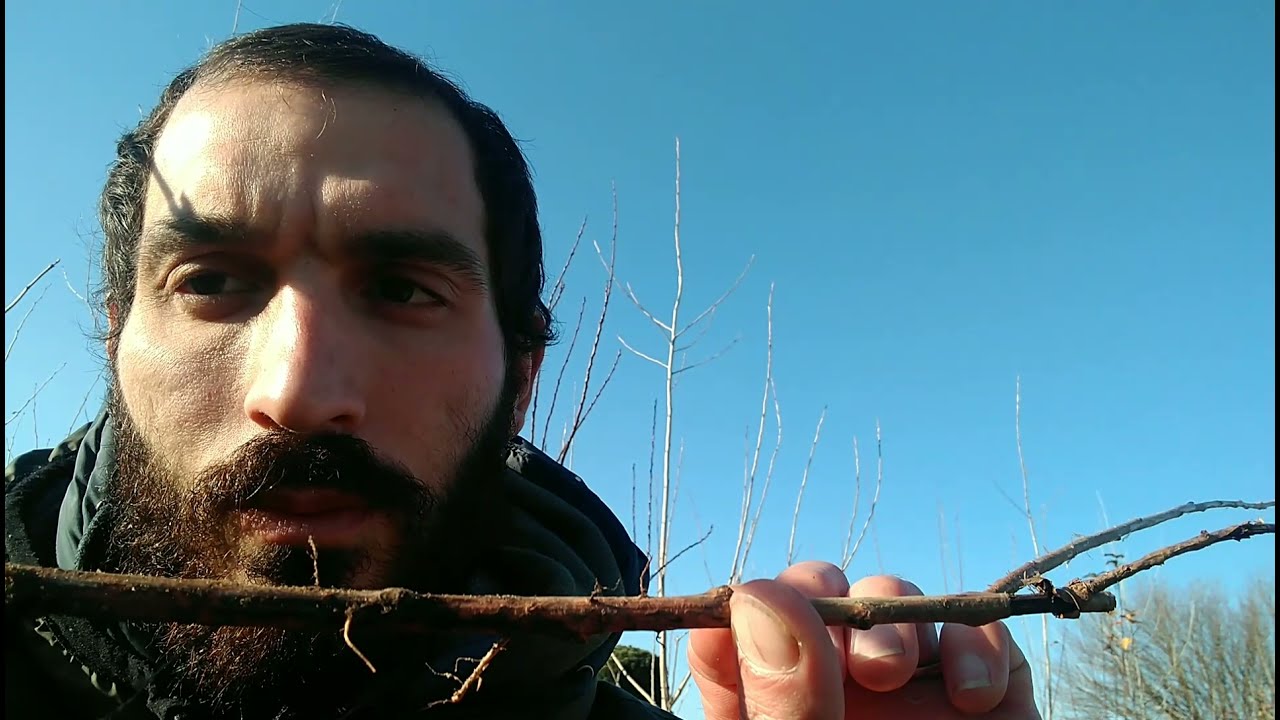 Talea, Alveolo, Radice nuda - (1 anno di Crescita alberi Forestali)