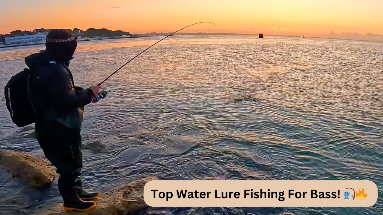 Lure Fishing For Bass - Top Water Strikes 🔥🎣  - Studland Dorset!