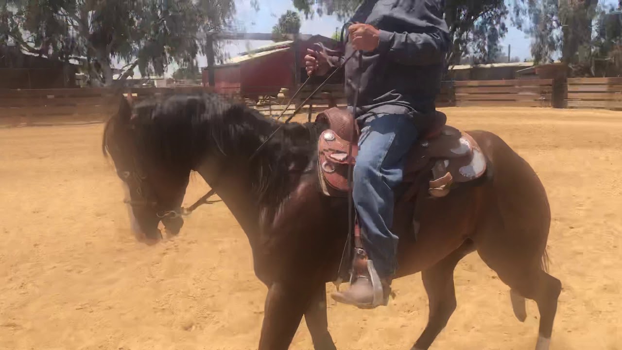 Galopar después de tener Control del potro