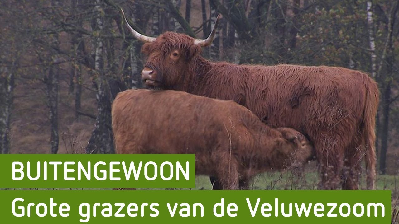 Grote grazers van de Veluwezoom | BuitenGewoon 1 januari 2019