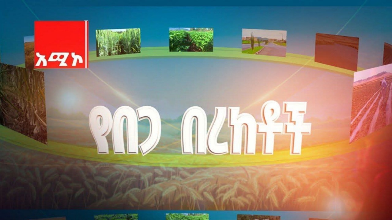 የበጋ በረከቶች - አሚኮ ዘጋቢ