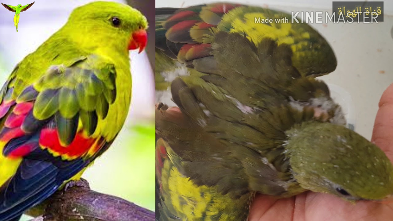 BERG PARAKEET
ببغاء اطلس