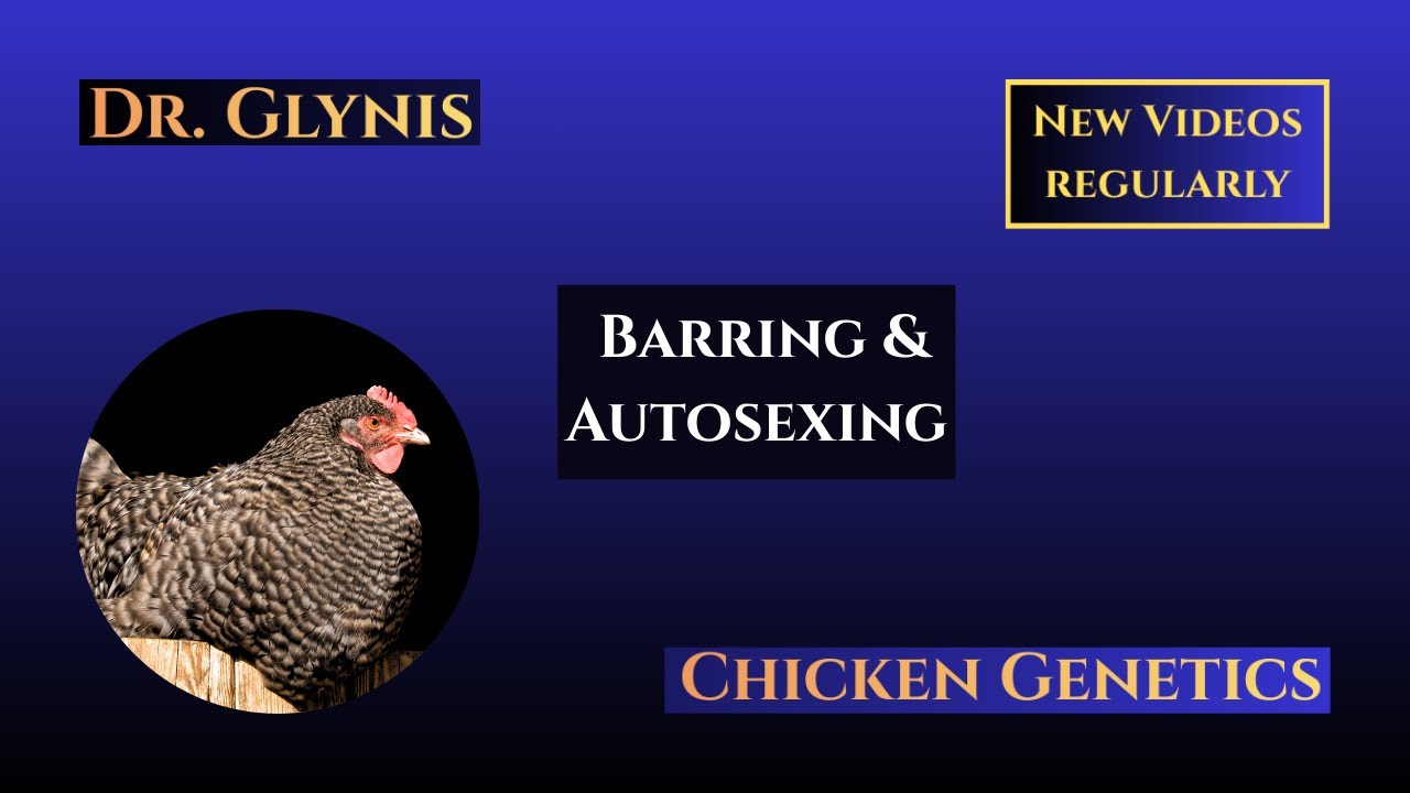 20. Chicken Barring: You Can Create Auto-sexing Crosses