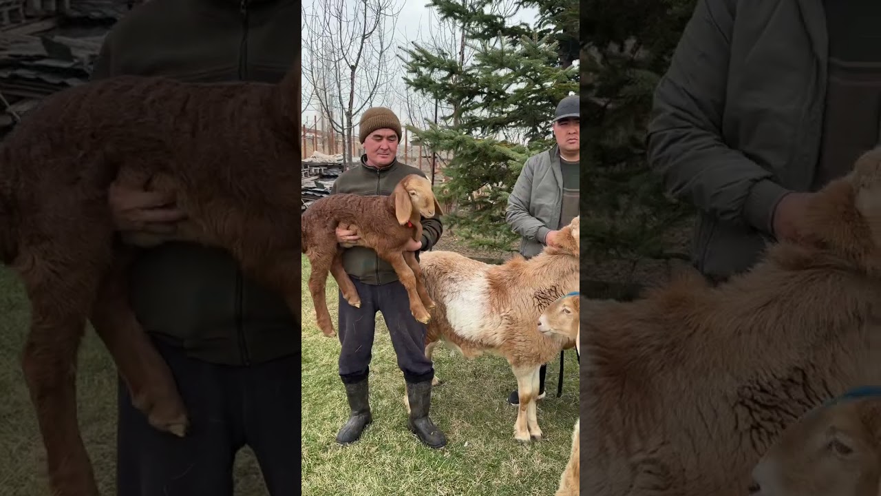 Арашан куйлар савдоси, нархи канча УЗИ Зохиджон Хакимов 