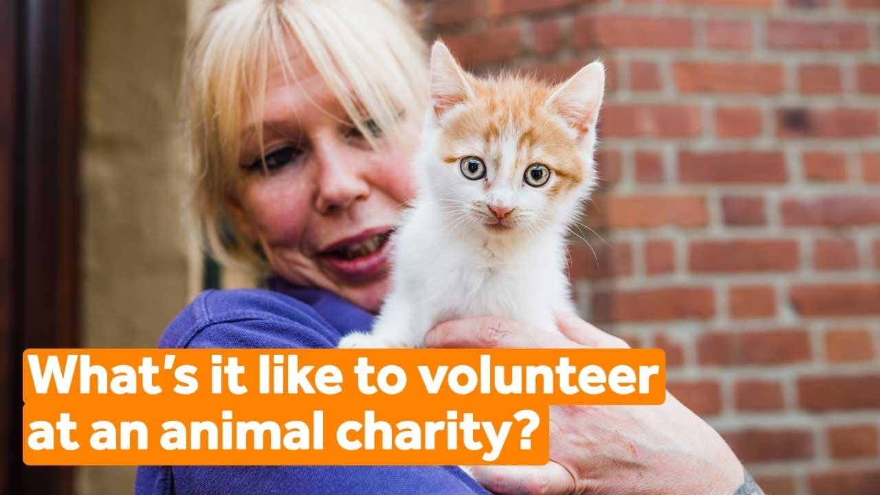 What's it like to volunteer at an animal charity?