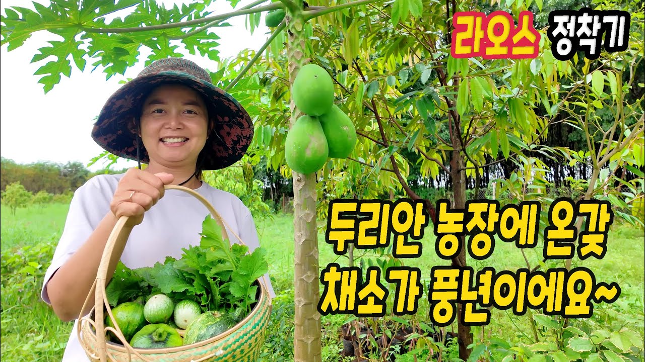 ep558 두리안 농장 한 바퀴~!