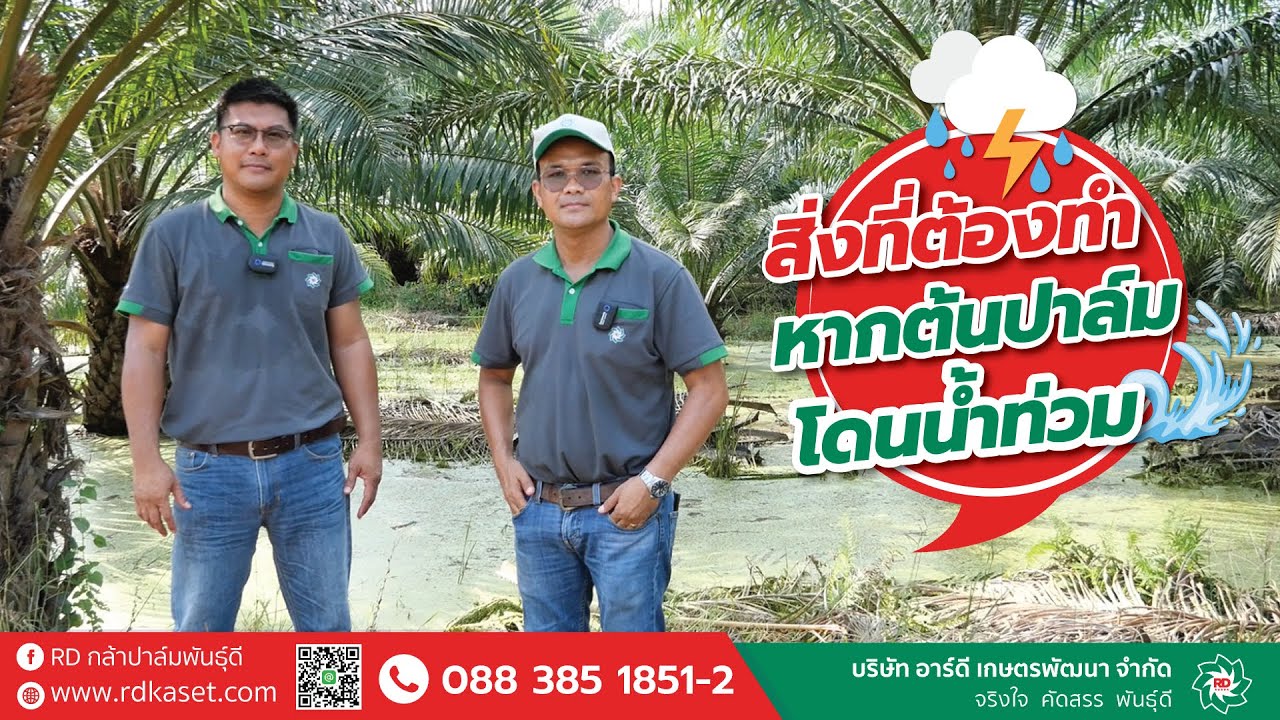 กี่วันถึงตาย! สิ่งที่ต้องทำ หากต้นปาล์มน้ำมันโดนน้ำท่วม