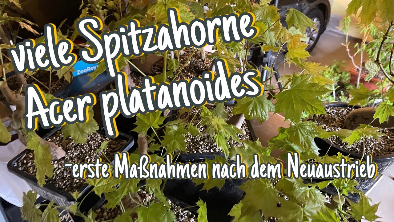 Spitzahorn im April und erste Schnitte Pre-Bonsai 2024/02