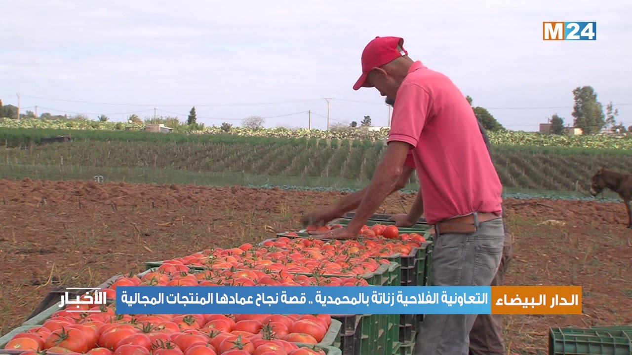 التعاونية الفلاحية زناتة بالمحمدية .. قصة نجاح عمادها المنتجات المجالية