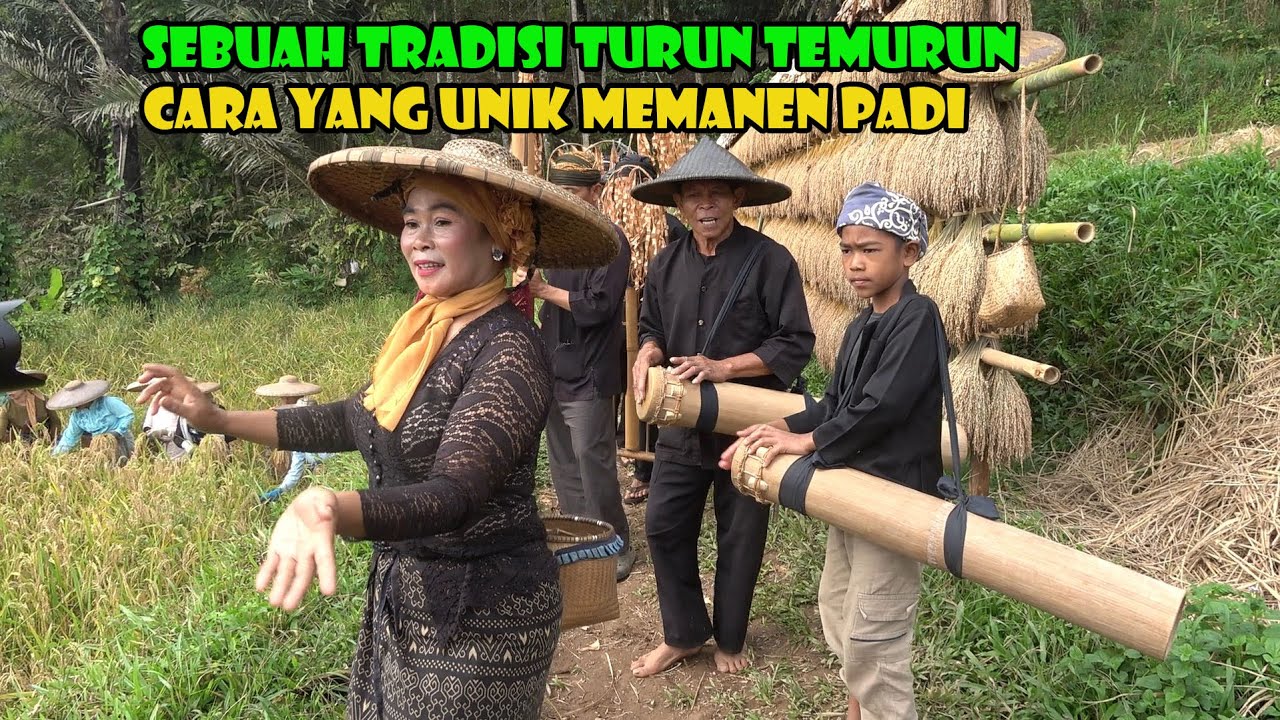 Suatu Pagi Di Kampung Yang Asri. Memiliki Cara Unik Memanen Padi.