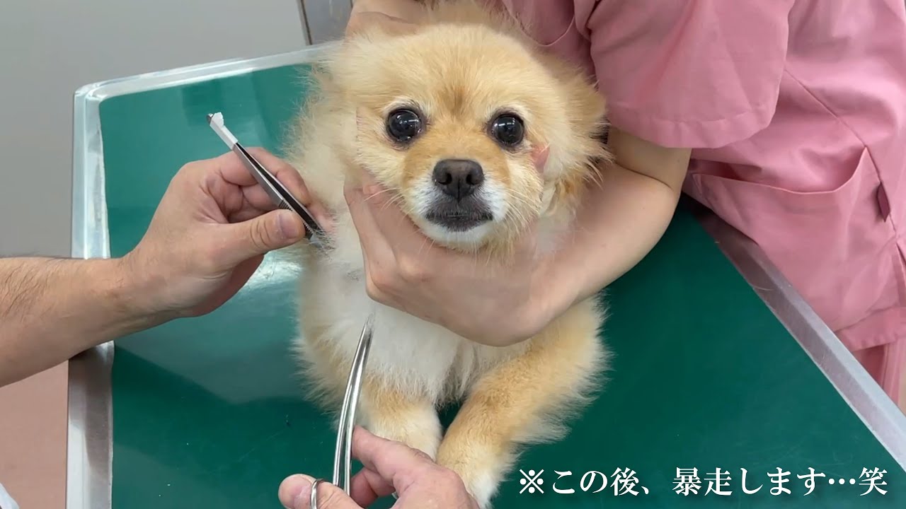 大嫌いな病院で暴走する愛犬が可愛い…笑