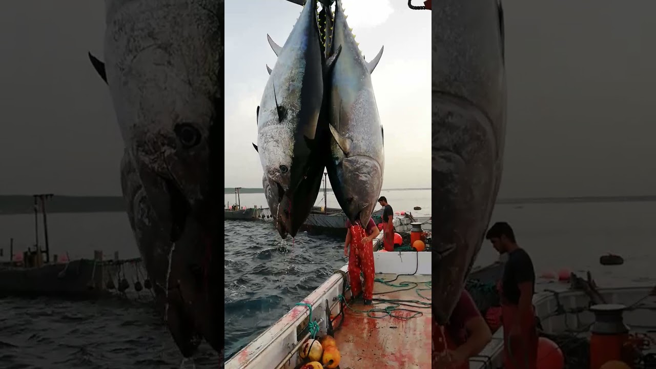 P&ecirc;che du thon rouge