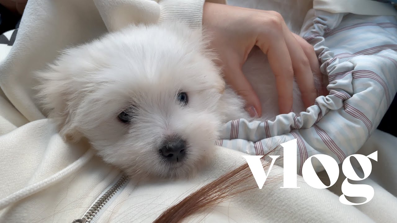🐶꼬똥리움) 꼬똥 드 툴레아 입양기♥️ | 강아지입양, 꼬똥입양, 꼬똥대기기간, 한국꼬똥켄넬 | Coton de tulear