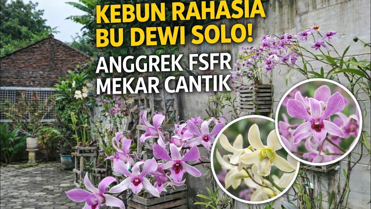 🌿 Kebun Rahasia Bu Dewi Solo! Anggrek FSFR Mekar Cantik