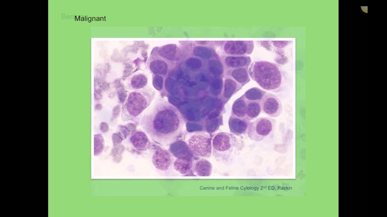 Neoplasia (Veterinary Technician Education)