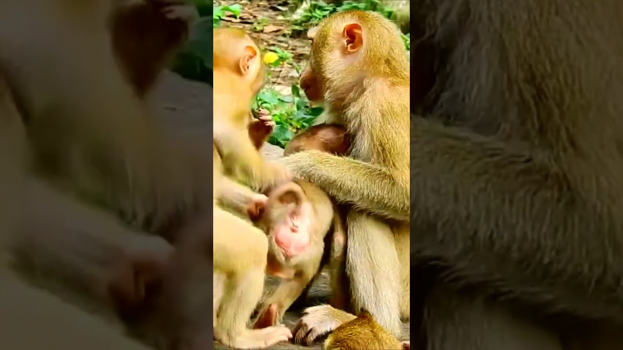 Oh no... little baby monkey is jealous of the orphaned baby who is breastfeeding her mom #shorts