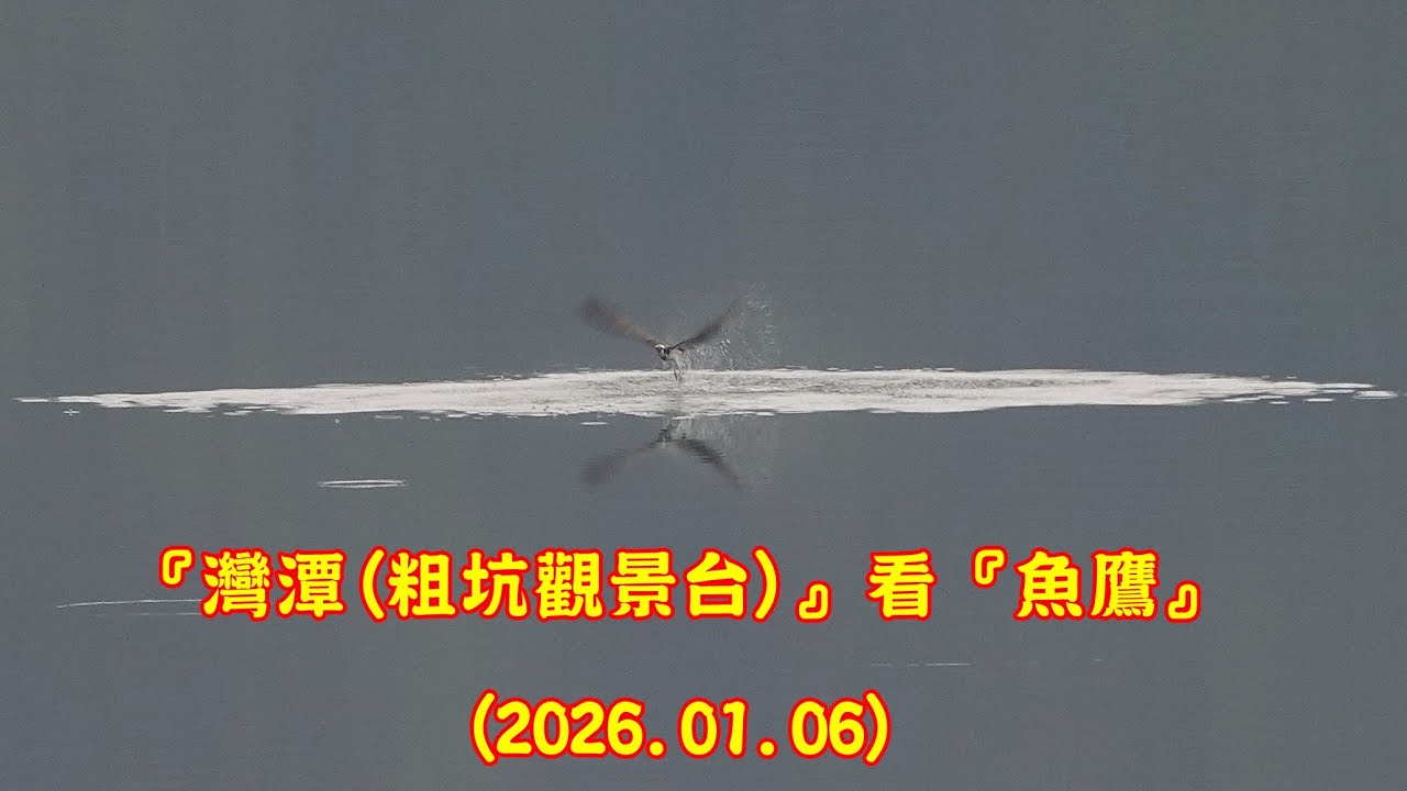 『新店。灣潭(粗坑觀景台)』看『魚鷹』. . . (2026.01.06) . . . RX10m4