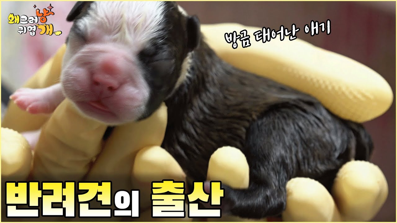 작고 예쁜 우리 반려견이 더 작은 아이를 낳는다?! 진짜 보물이 보물을 낳네 🥺 힘내 🥺