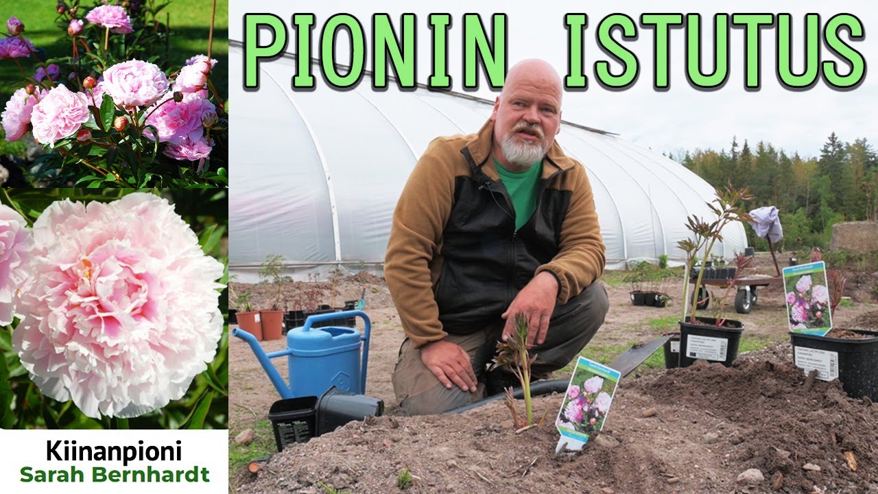 Pionin taimen istutus - Esimerkkinä tavallinen 'Sarah Bernhardt'
