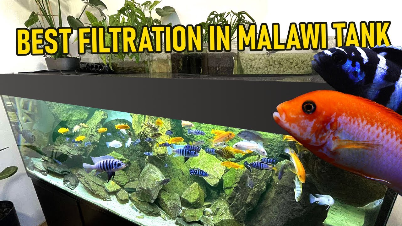 Best Filtration in Malawi Aquarium | 450 litre African Cichlid Aquarium with 150 cm overhead sump!