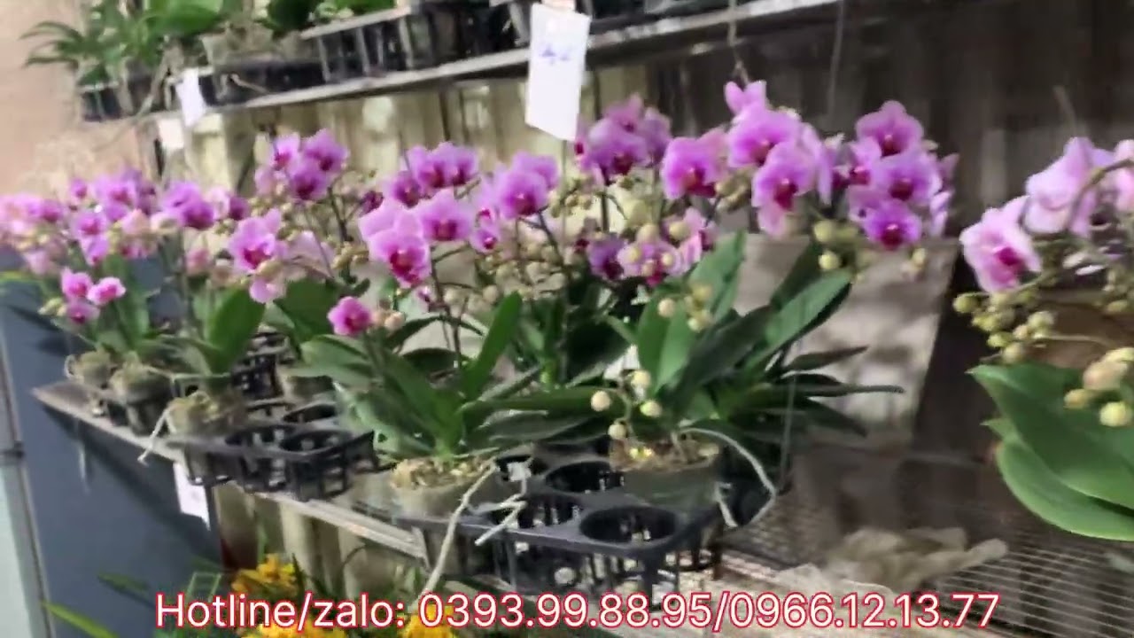SÁNG 15/1 xả hàng Tết nhiều loại giá rẻ,cập bến nhiều mẫu hoa Tết đẹp…Lh 0393998895/0966121377
