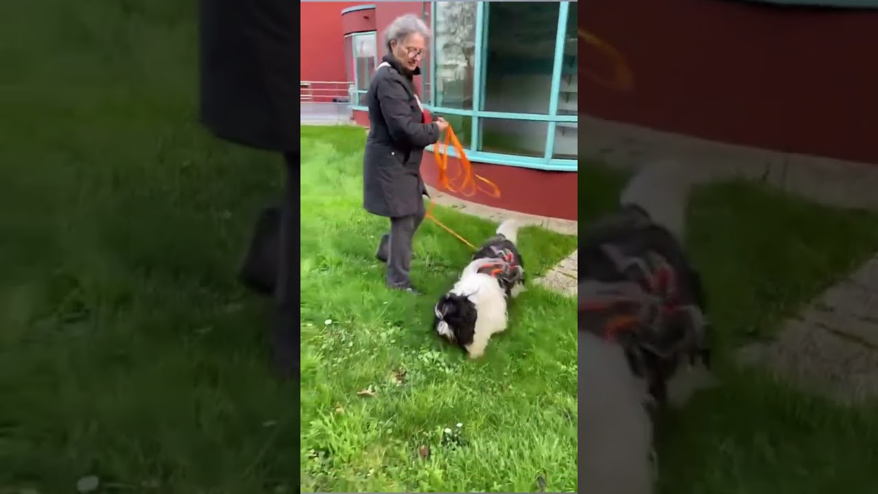 #schapendoes #chiens #mantrailing 