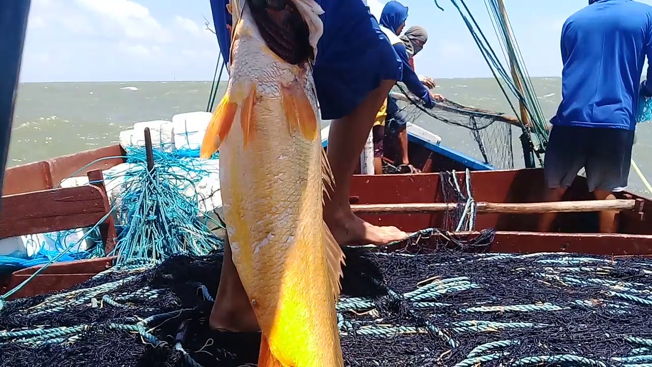 Pescadores   de  São caetano de  Odivelas