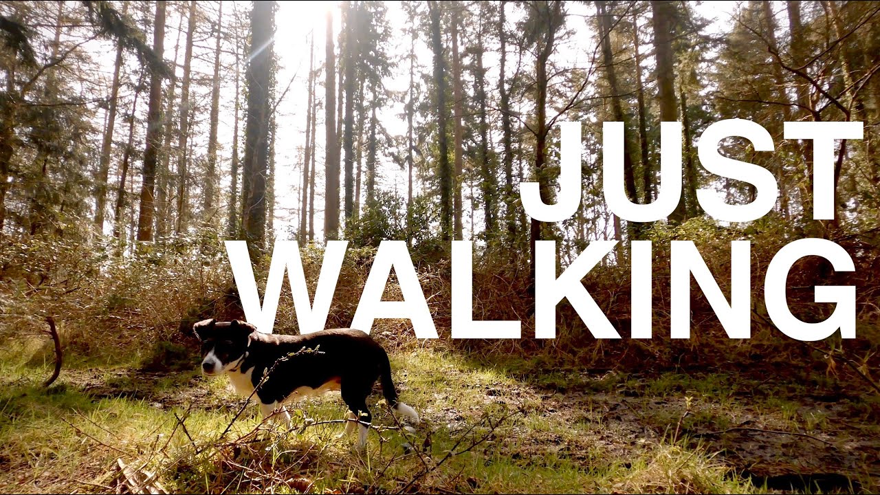 4K Walking the Dog in Shearwater Forest | A Woodland Walk