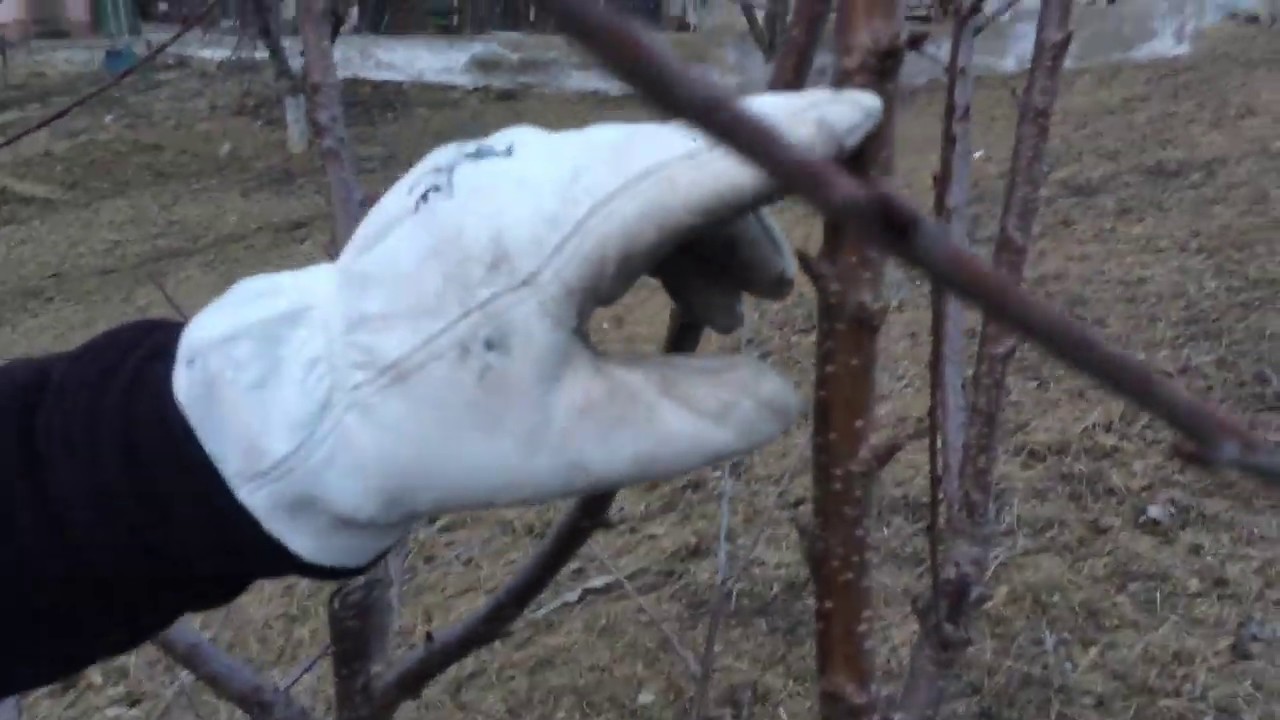 Taiere pomi fructiferi specia (cires)cea mai buna explicatie oferita de D-nul Ing.Luigi