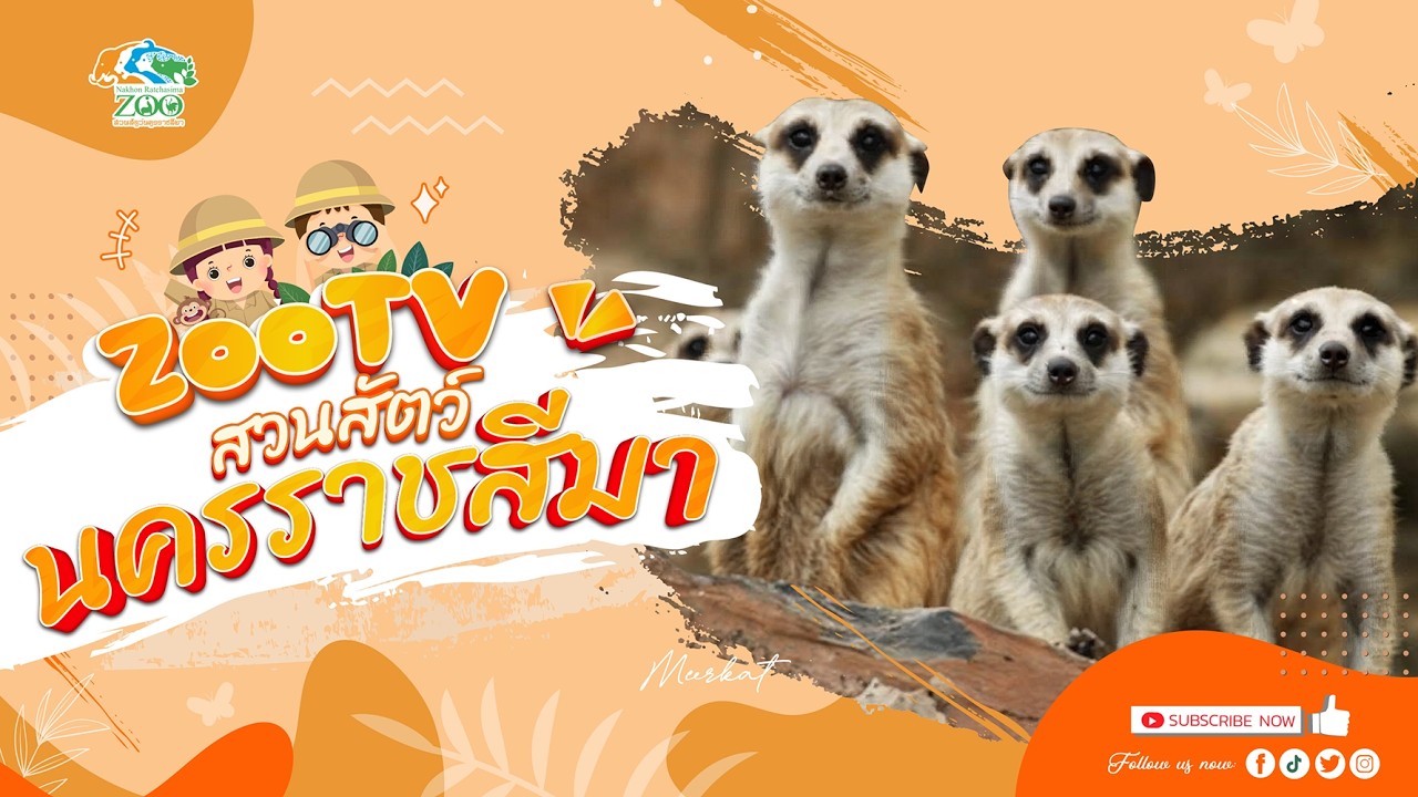 🔴 Live! เมียร์แคท Meerkat | 5-3-2026 , 09:00 | Zoo TV สวนสัตว์นครราชสีมา