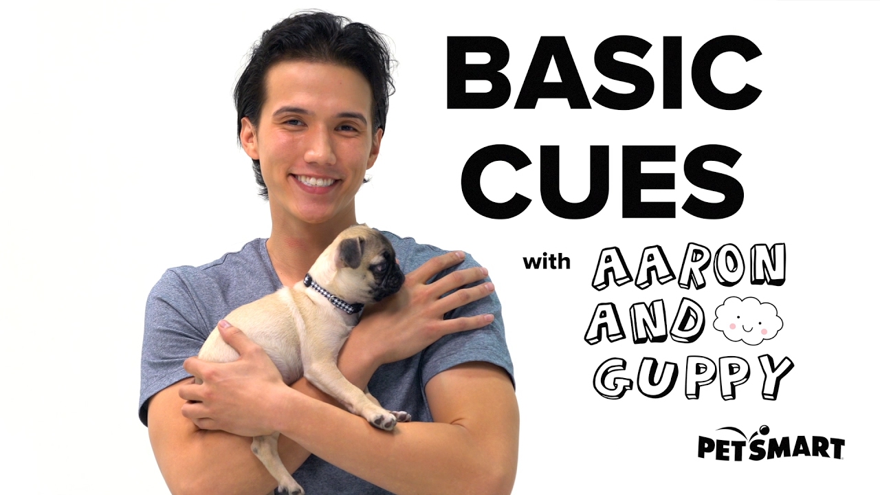PetSmart Puppy Training: Basic Cues