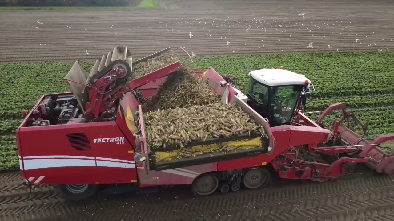 Witlofwortels oogsten met grimme tectron 415