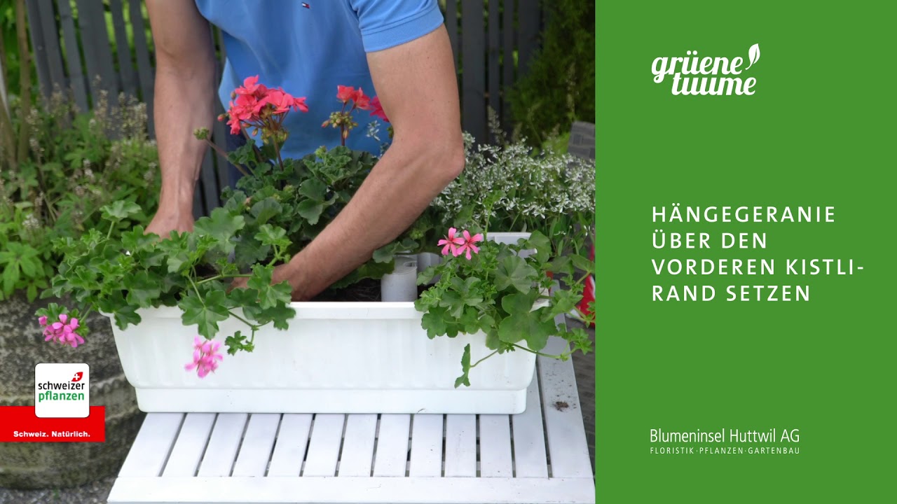 Geranien V3 DE Blumeninsel Huttwil