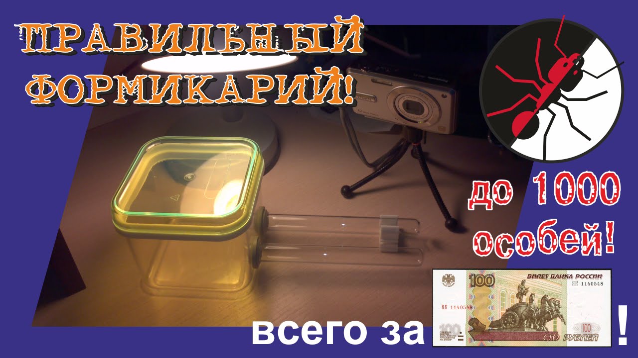 Муравьиная ферма. Правильный формикарий
