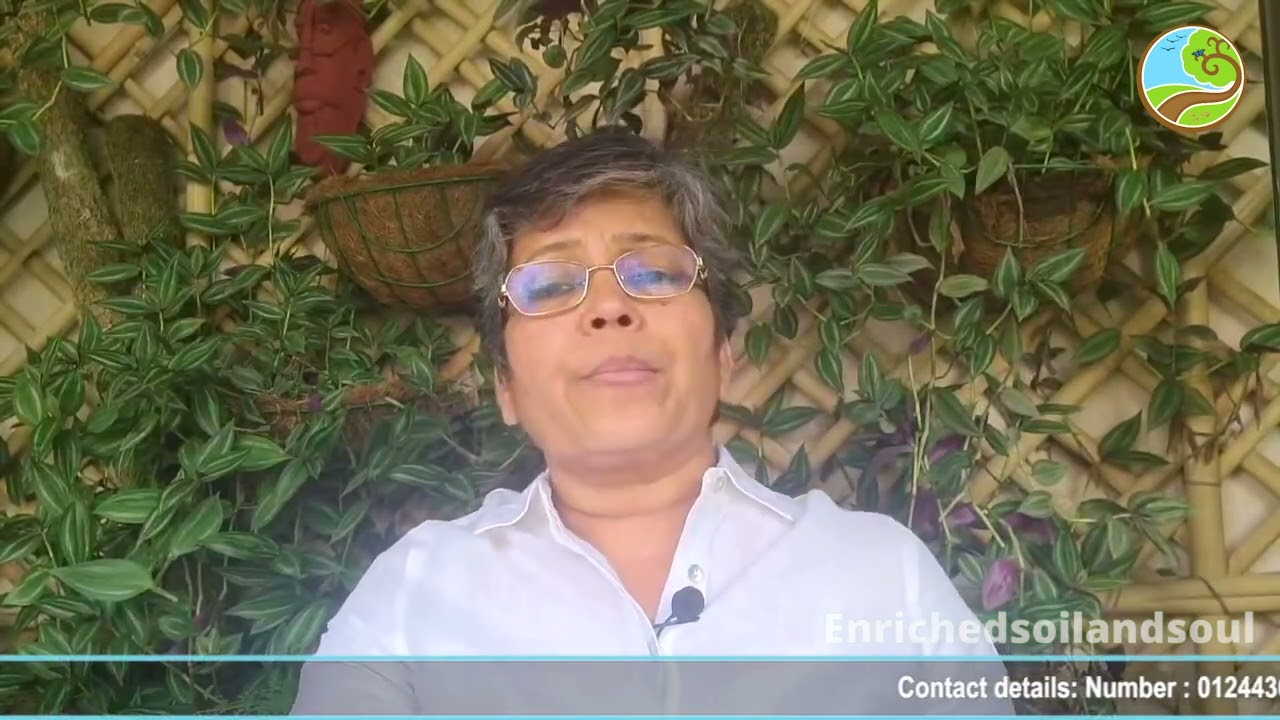 Q- Human urine use in Organic Gardening. गौमूत्र नहीं हो तो अमृत जल कैसे बनाए?
