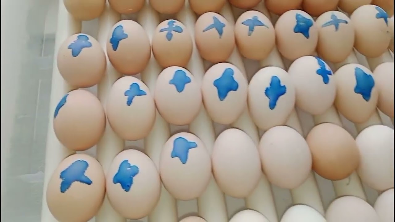 Epilons 120 Tam Otomatik Kuluçka Makinesi İncelemesi