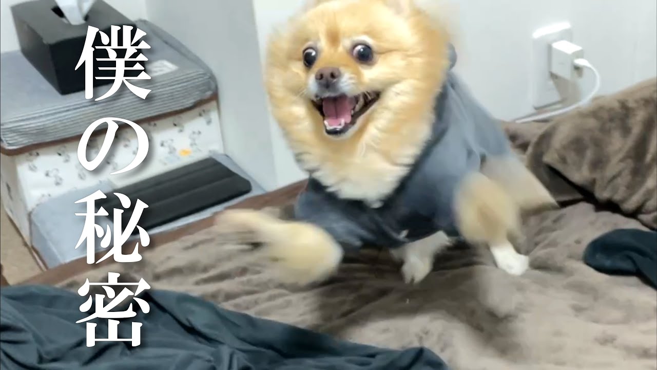 実は愛犬のことでお話ししたいことがあります…