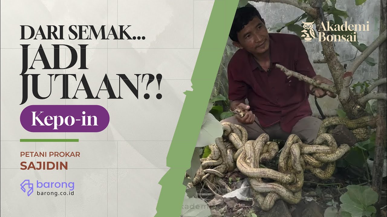 'Emas Hijau' Tersembunyi di Rangkasbitung!