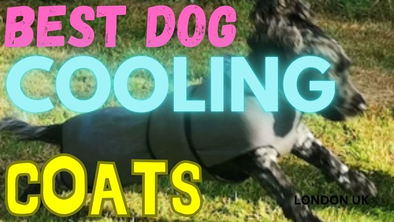 Best Dog Cooling Coats London UK | Pet Devotion