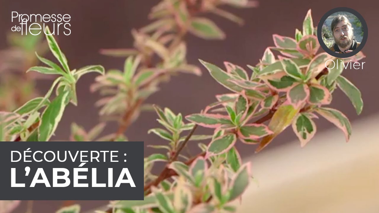 Découverte : l'abélia