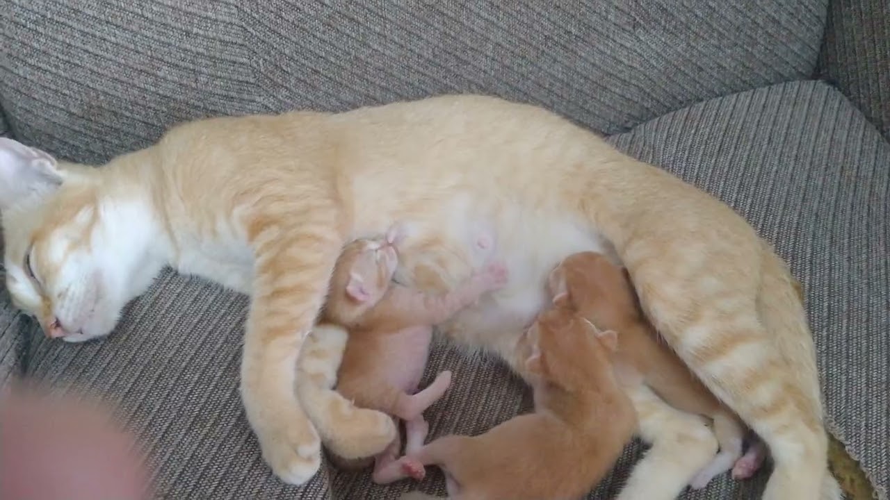 #cat#cute#shortviral Lucu banget, umur 2 hari berebut susu 🐱
