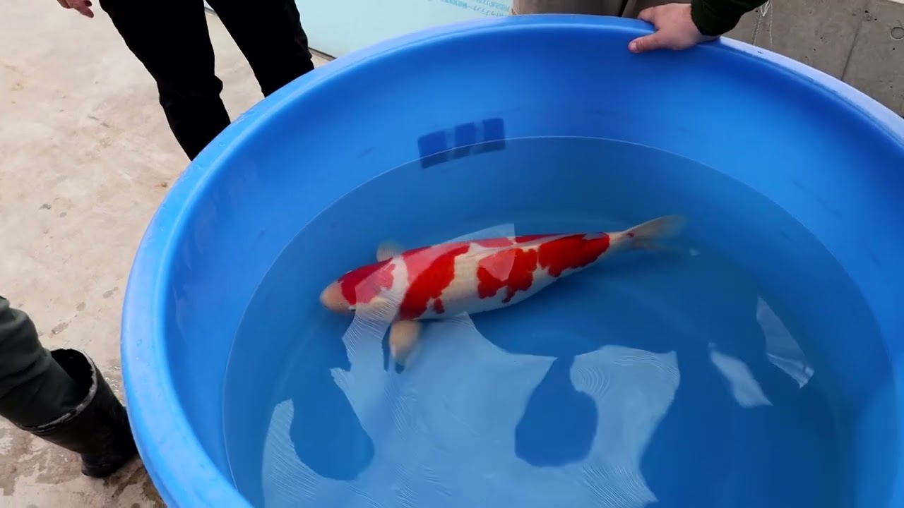 Koi Care Hoekschewaard op koihunt bij Narita en Dainichi Koi Farm