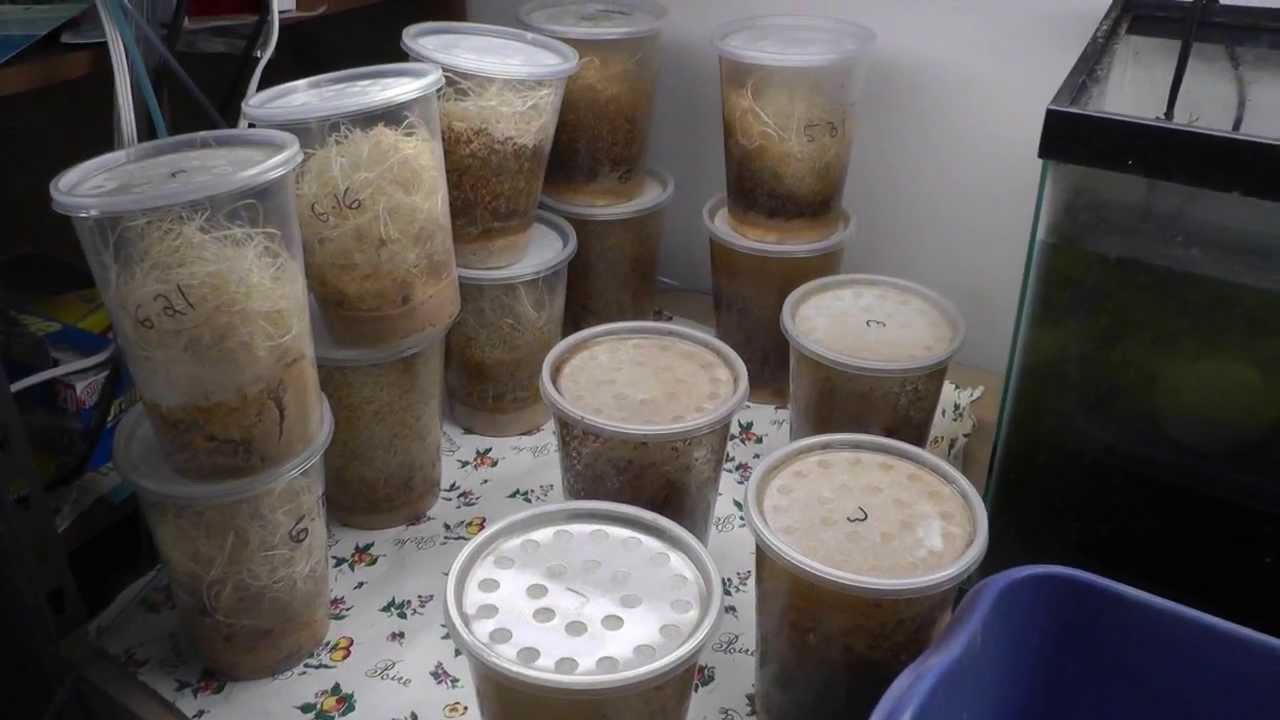Starting Fruit Flies cultures for my Poison Dart Frogs