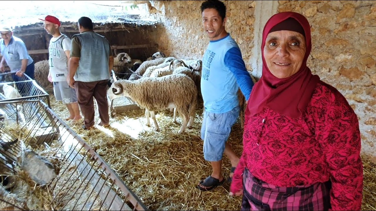 ها بشحال تباع الحولي لي نطح لالة حادة و شكون شراه