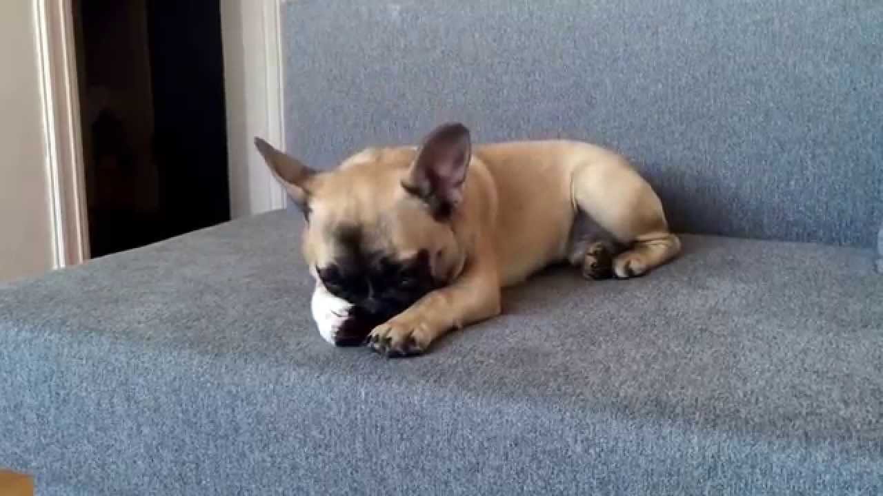 Universal reaction to Adele music