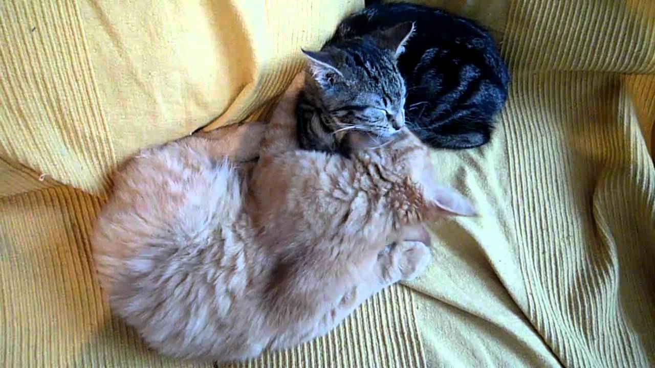 Katzengeschmuse mit Luxus und Jacomo