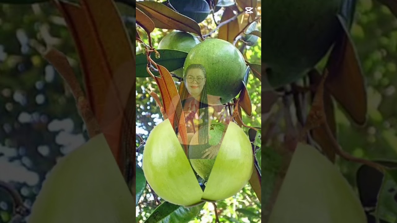 Star Apple Fruit 