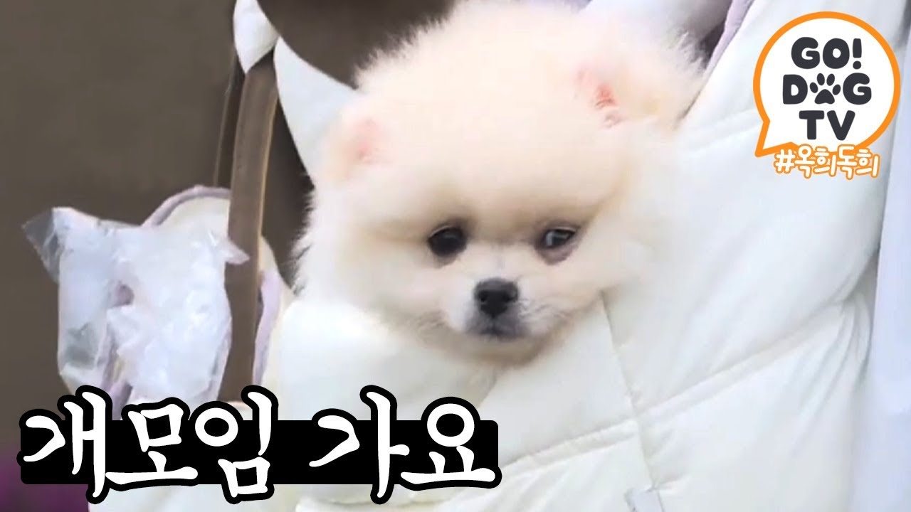 [고독TV] 개(犬)모임 멤버:세형x세찬x토니x재덕 | 개밥주는 남자