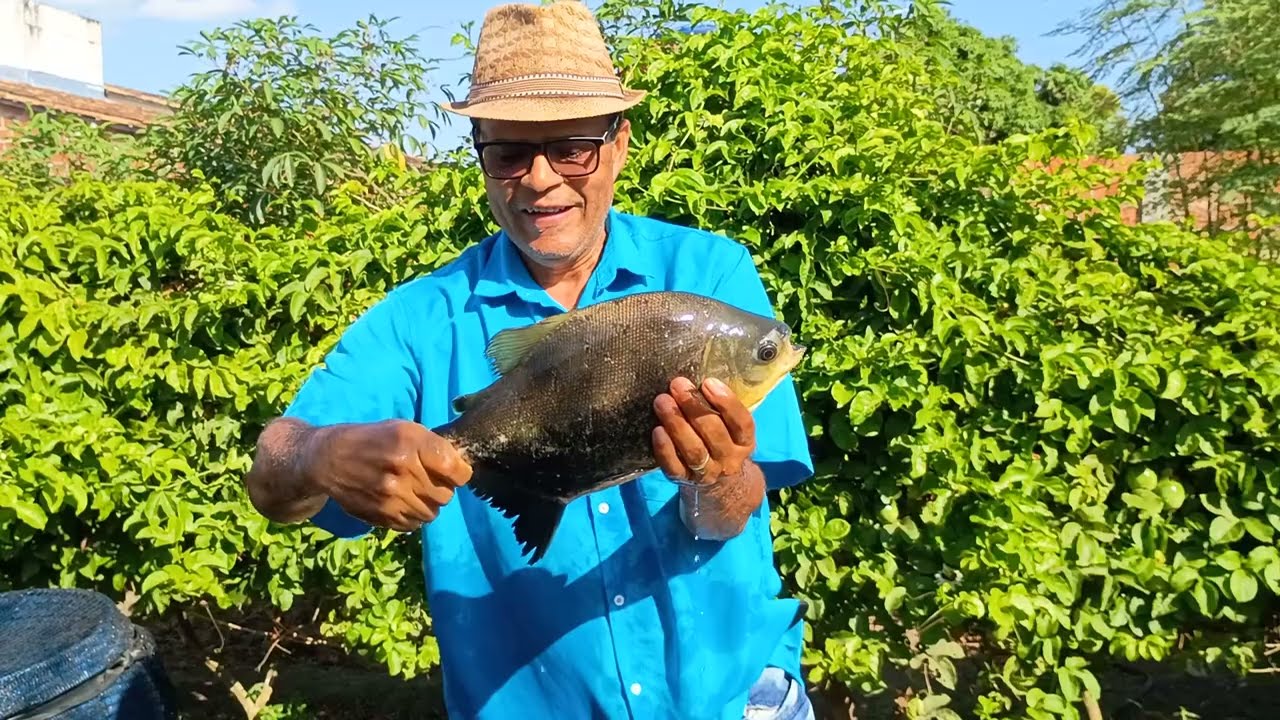 NOSSA CRIAÇÃO DE PEIXE CUMATA E TAMBAQUI